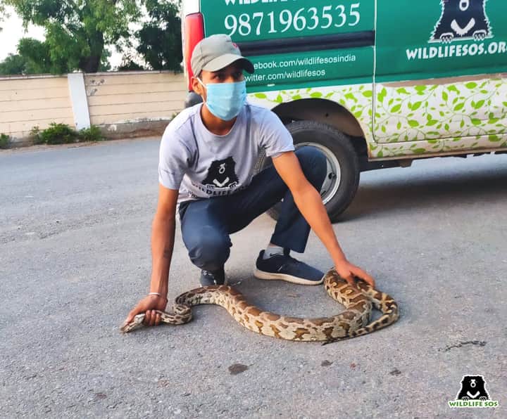 WildlifeSOS's tweet image. A 5ft long #IndianRockPython (Python Molurus) was rescued by the #WildlifeSOS Rapid Response Unit after it was spotted at the bus stop outside Saket metro station in #Delhi.
The python was later safely released into the wild.