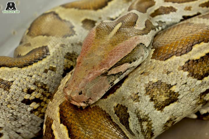 WildlifeSOS's tweet image. A 5ft long #IndianRockPython (Python Molurus) was rescued by the #WildlifeSOS Rapid Response Unit after it was spotted at the bus stop outside Saket metro station in #Delhi.
The python was later safely released into the wild.