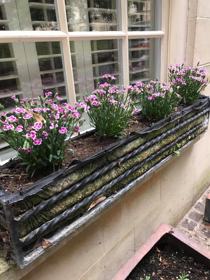 StamfordInBloom's tweet image. Window boxes in #Stamforduk are looking amazing. Thank you to everyone who is keeping them so well for us all to enjoy.