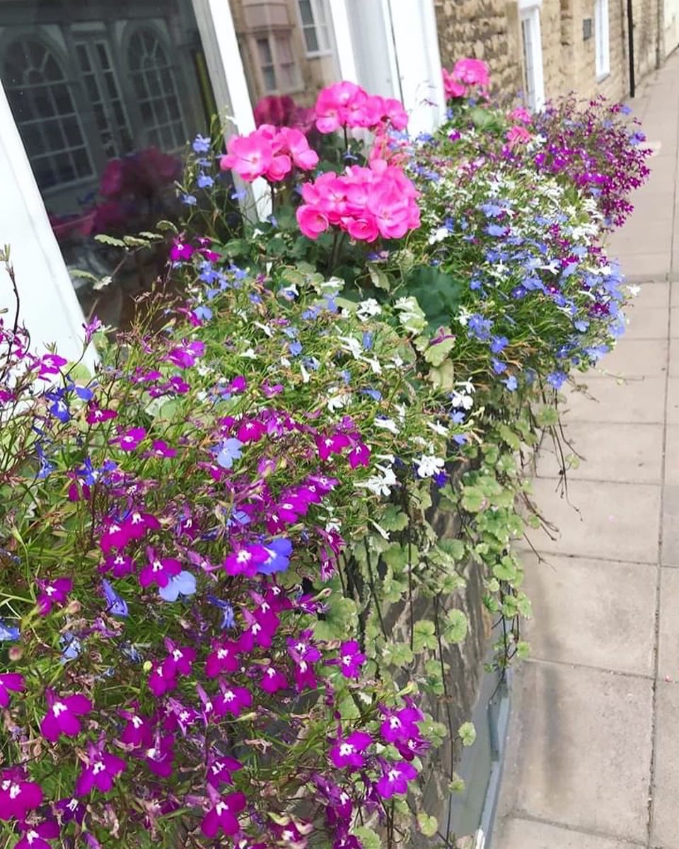StamfordInBloom's tweet image. Window boxes in #Stamforduk are looking amazing. Thank you to everyone who is keeping them so well for us all to enjoy.