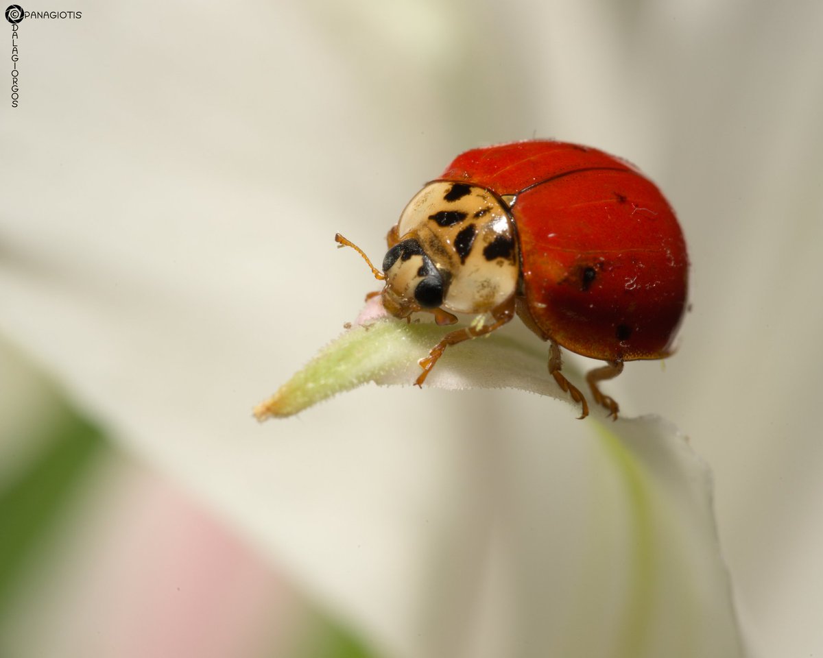 PYoPhotography1's tweet photo. Harmonia axyridis

#insect #insects #ladybug #nature #NaturePhotography #macro #macrophotography #photography #cute https://t.co/KdqRNNjt64