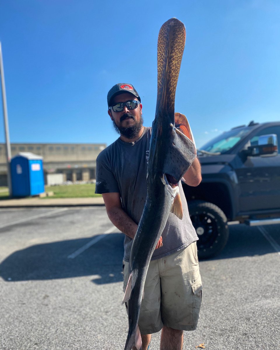 ItsBigNick's tweet photo. We did a little bank shooting and this spoonie showed himself a little too long!!!😲
. . .
#fishing #bowfishing #spoonie #spoonfish #longfish #bankfishing #freshwaterfishing #fishinglife #fishingaddict https://t.co/Hq7PK42EWt