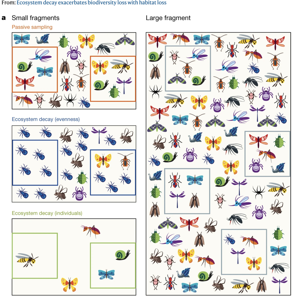 Does habitat fragmentation cause passive  #biodiversity loss, or, is it an ecological process of community decay? Although hotly debated the data synthesis by  @Jon_Chase88 et al. provides compelling evidence for decay.  https://www.nature.com/articles/s41586-020-2531-2