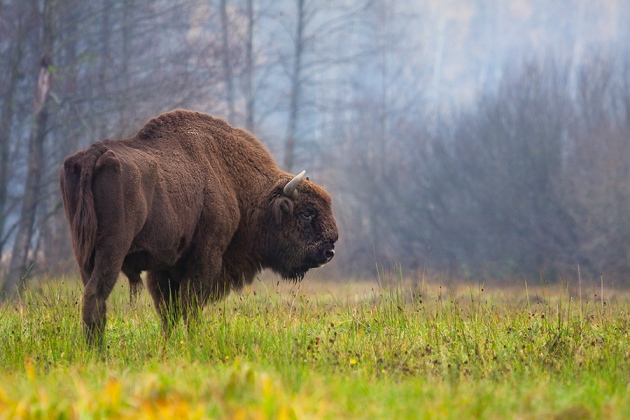 1. This is a short thread about the austere, four-legged shaggy carpets of Europe’s wooded grasslands – the European Bison, or WISSENT. From butterflies to beetles, bees to birds, this thread will touch upon how, eventually, wild Bison could add magic to the countryside.
