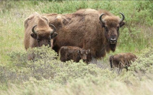 3. Bison are grassland tree-breakers: the chainsaws of the Eurasian ecosystem. By scratching against, debarking and crunching younger trees, bison keep grasslands open and create glades. The more bison you have, the larger those glades, as 60kg of vegetation is scoffed each day.