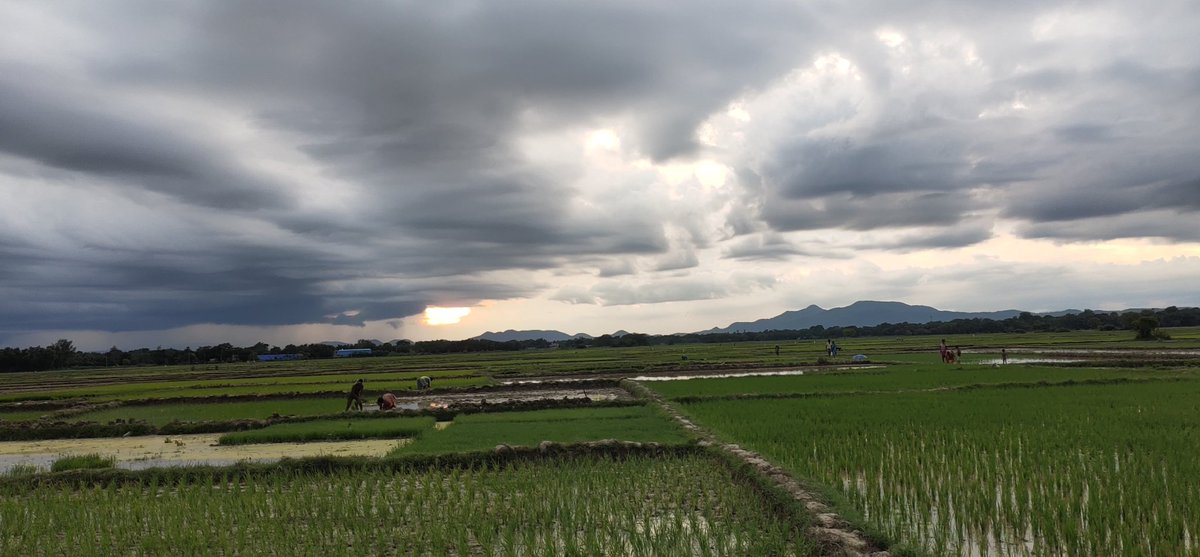 iamBpanda's tweet photo. What a beautiful nature 😍❣️???A heartful relationship between earth&amp; farmer🌟🌟🥰Jay jaban Jay kisan🇮🇳🇮🇳🇮🇳#jayhind https://t.co/X2gNYJscW6