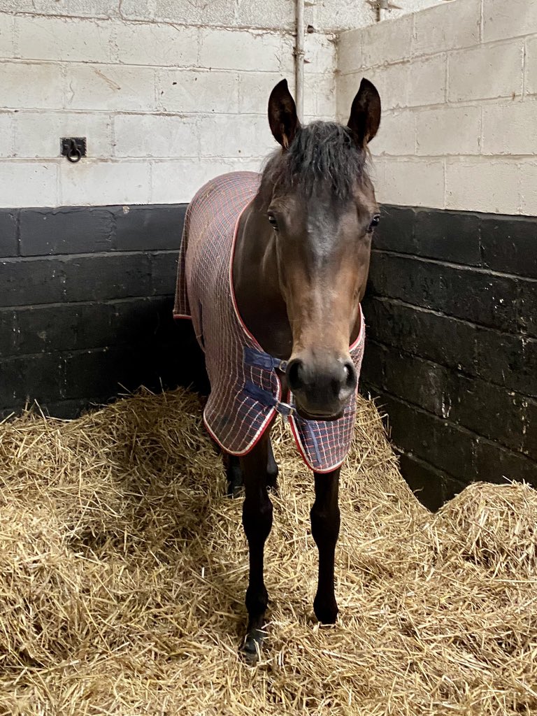 HambletonRacing's tweet image. The lovely Country Carnival enjoying some peace and quiet in her stable this morning after an excellent effort at Goodwood yesterday when finishing a close up second for the @omeararacing team 🥰🌟💛💙 #FlyingFilly #GloriousGoodwood #Mayson