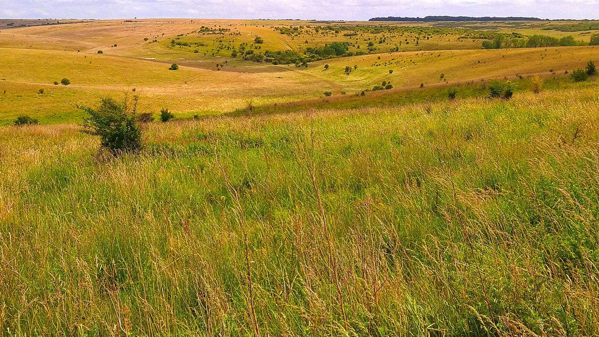 9. In time, areas like Salisbury Plain have the scale, habitat and lack of disturbance to support genuinely free-roaming populations of Bison. Their time will come. More details in Rebirding Chapter 12 -  https://www.amazon.co.uk/Rebirding-Restoring-Britains-Benedict-Macdonald/dp/1784272191/ref=tmm_pap_swatch_0?_encoding=UTF8&qid=&sr=