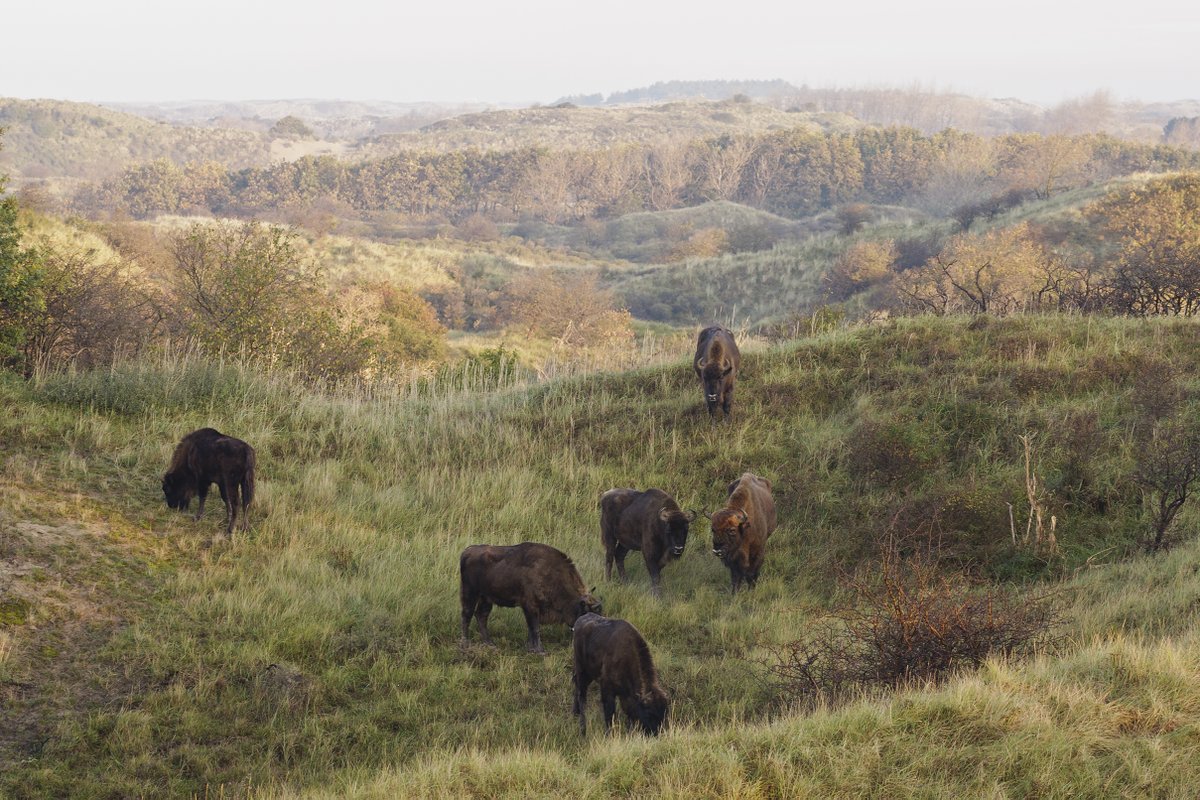 4. Such beautifully soft-edged habitats as below, rare in the UK, are hard to manage by human hands. Bison are one animal that maintain this rich world of vegetation ‘fuzz’: bushes, herb stands & expansive open grassland. Dunes once looked this way. Small-scale variety abounds!