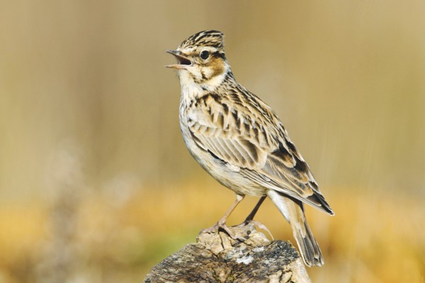 6. A range of threatened birds, from the woodlark to red-backed shrike, thrive best in heavily disrupted grasslands, with scattered stands of trees or scrub, but good access to ground-dwelling invertebrates. As has been seen in Holland, bison optimize such foraging conditions.