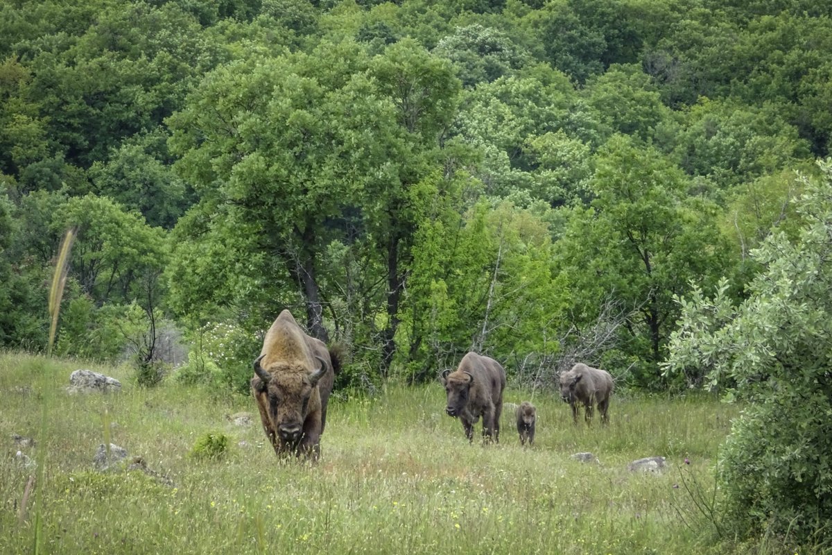 7. For decades, often at great cost and labour expense, butterfly habitats, most of which are best described as disturbed and semi-open, have been commendably created by human hands. Wilder bison, given the chance, effect scrub clearance & complex meadow systems for a lower fee.