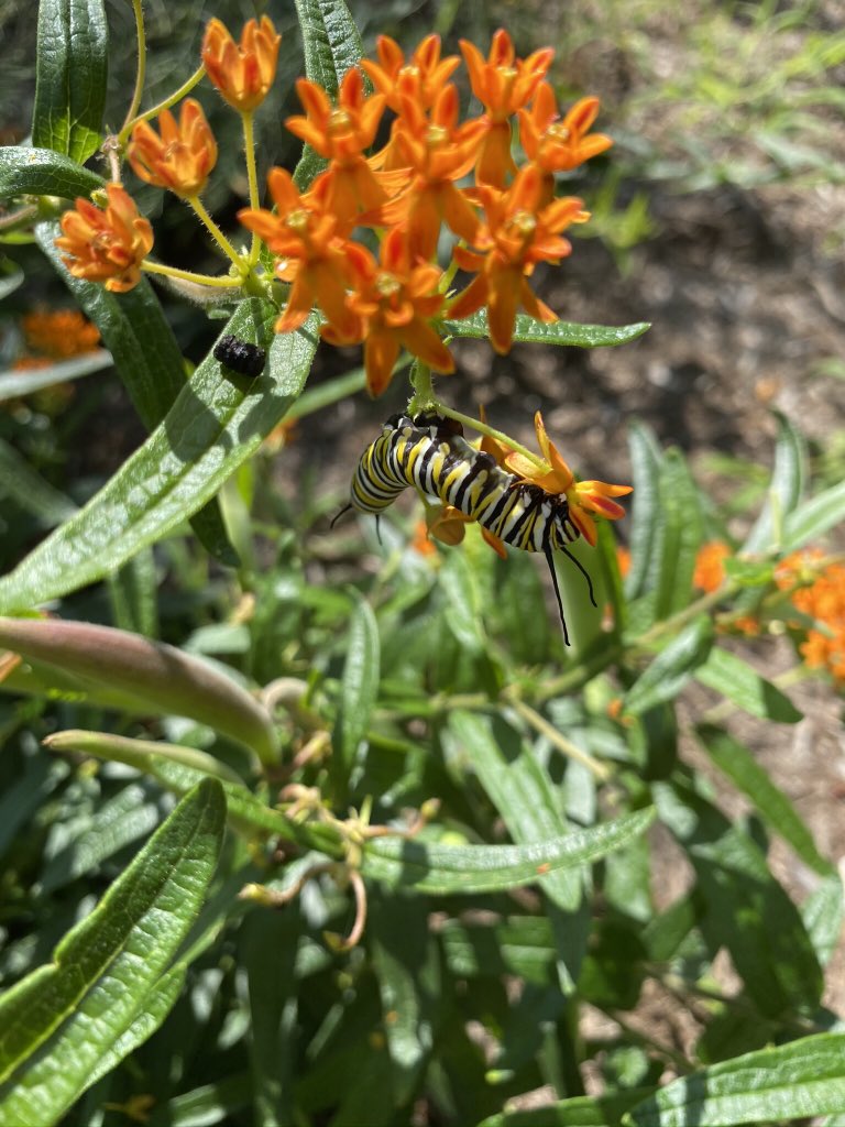 mountainsofva's tweet photo. Butterfly and caterpillar on a butterfly weed. #NaturePhotography #butterfly #milkweed https://t.co/YeLjvuYJaT