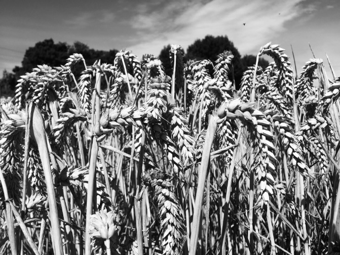 Barley, trees, sky and a wee bug. It’s feeling like a proper summer harvest day