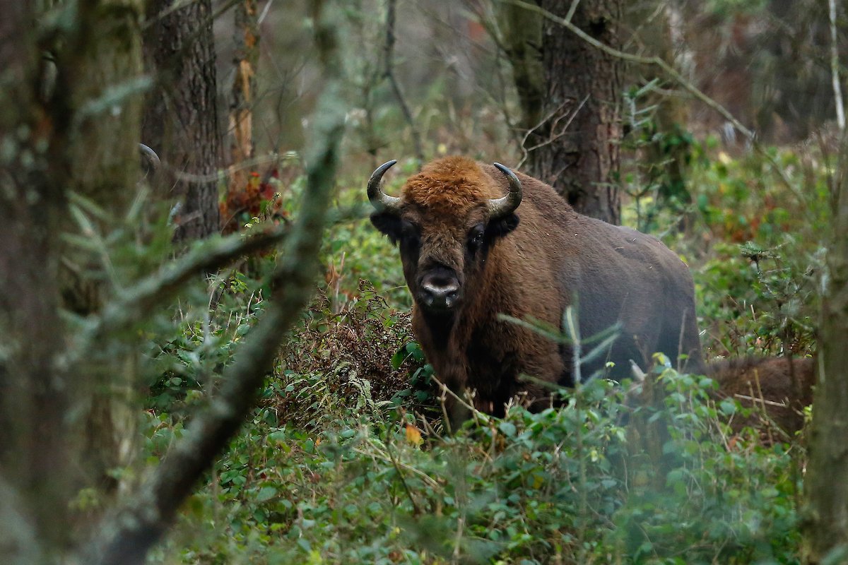 8. Right now, in a small enclosure, the Kentish bison’s true impact on the landscape is limited - as yet. But this is an important step. As a nation already in love with cattle & horses, it gives the public the time to consider the true majesty of mega-herbivore Number Three.