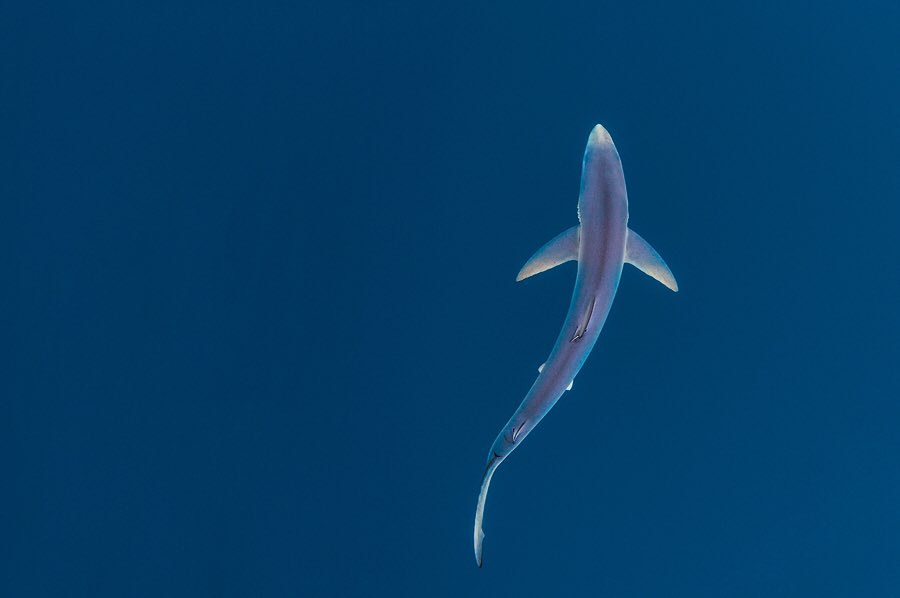 alex_mustard's tweet photo. The elegant blue shark is another of my highlights of British Seas. Sadly for these beautiful predators we catch 100,000s of them each year in Europe and they are the world’s most fished shark. It’s a great privilege to see them. #NationalMarineWeek with @WildlifeTrusts https://t.co/iDPbf2q0h3