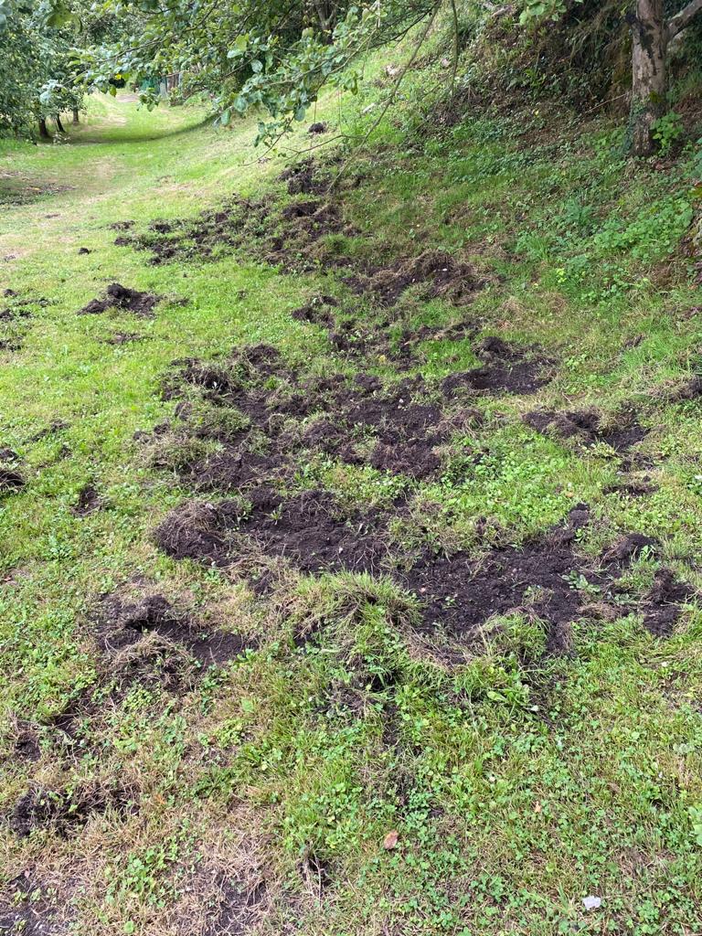 🏛️@SergioGarciaCs ha exigido al Principado medidas urgentes ante el “descontrol” de la fauna salvaje y la proliferación del jabalí🐗.

🚫Los daños en las fincas y cultivos ocurren a diario. Con nuestros compañeros de <a href="/CsGijon/">Cs Gijón</a> lo comprobamos en la zona rural del municipio.