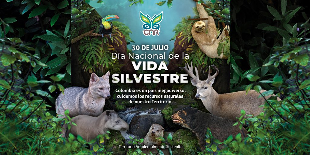 CAR_Cundi's tweet photo. ¿Sabías que los grupos de animales más traficados en nuestro #TerritorioCAR son las aves (loros y guacamayas), seguido de mamíferos (primates) y reptiles (tortugas)? 

No te conviertas en una amenaza para ellos, déjalos vivir en libertad.
#DíaNacionalDeLaVidaSilvestre https://t.co/P5zF3xZVhu