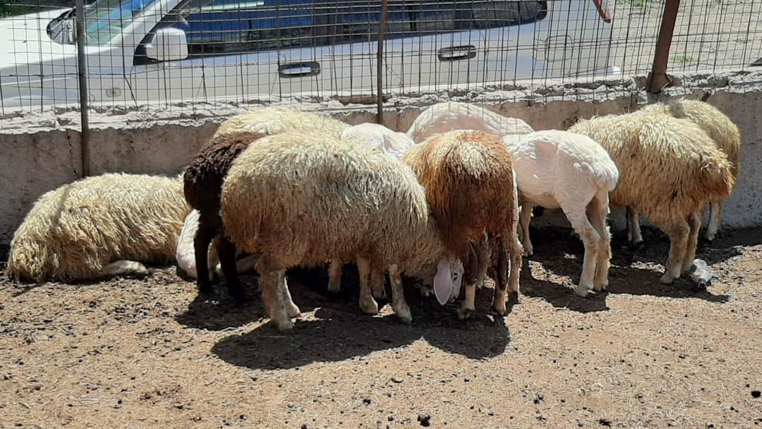 PIN_Armenia's tweet photo. #Sheering of our cutest #rams 🐑
You probably remember them! They are mix-breed of #Coridel rams &amp; local Amasian sheep, which we pilot within the "#EU4Shirak: Wool for Jobs" project to produce new kind of #yarns at the Amasia Wool Factory with @EU_Armenia @people_in_need support! https://t.co/TGdubO7zyC