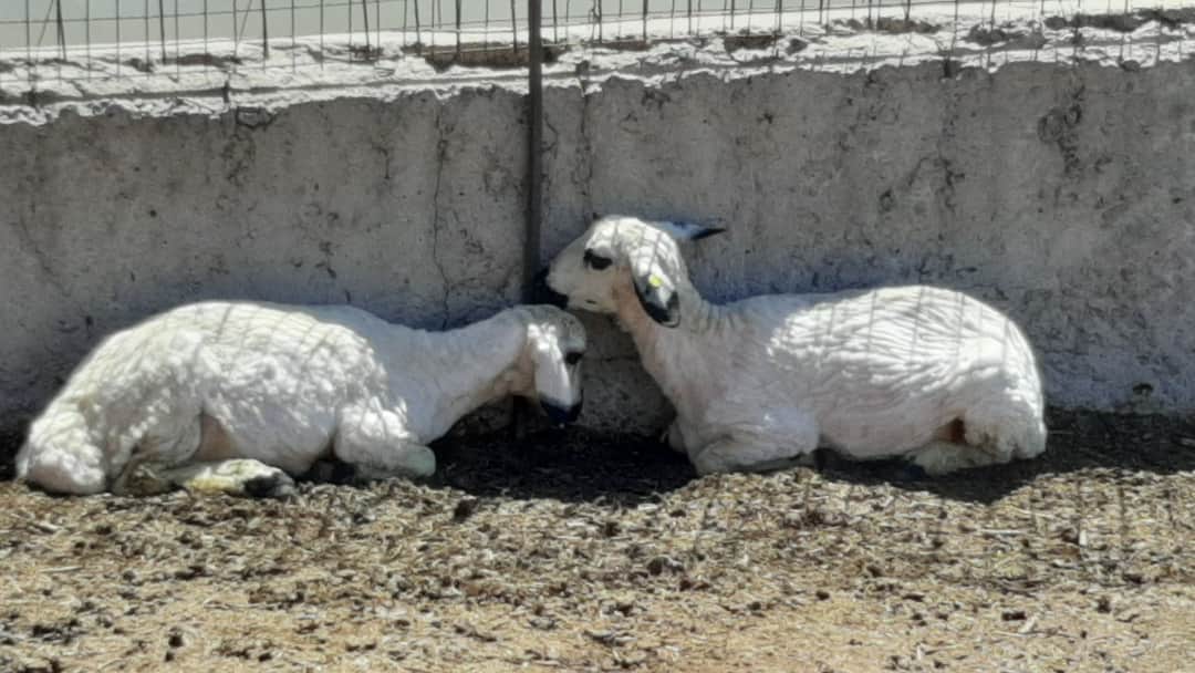 PIN_Armenia's tweet photo. #Sheering of our cutest #rams 🐑
You probably remember them! They are mix-breed of #Coridel rams &amp; local Amasian sheep, which we pilot within the "#EU4Shirak: Wool for Jobs" project to produce new kind of #yarns at the Amasia Wool Factory with @EU_Armenia @people_in_need support! https://t.co/TGdubO7zyC