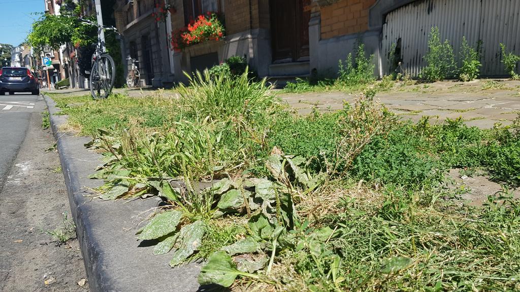 Tiens,  un autre <a href="/citizen_garden/">Citizen Garden</a> #belgiansolution