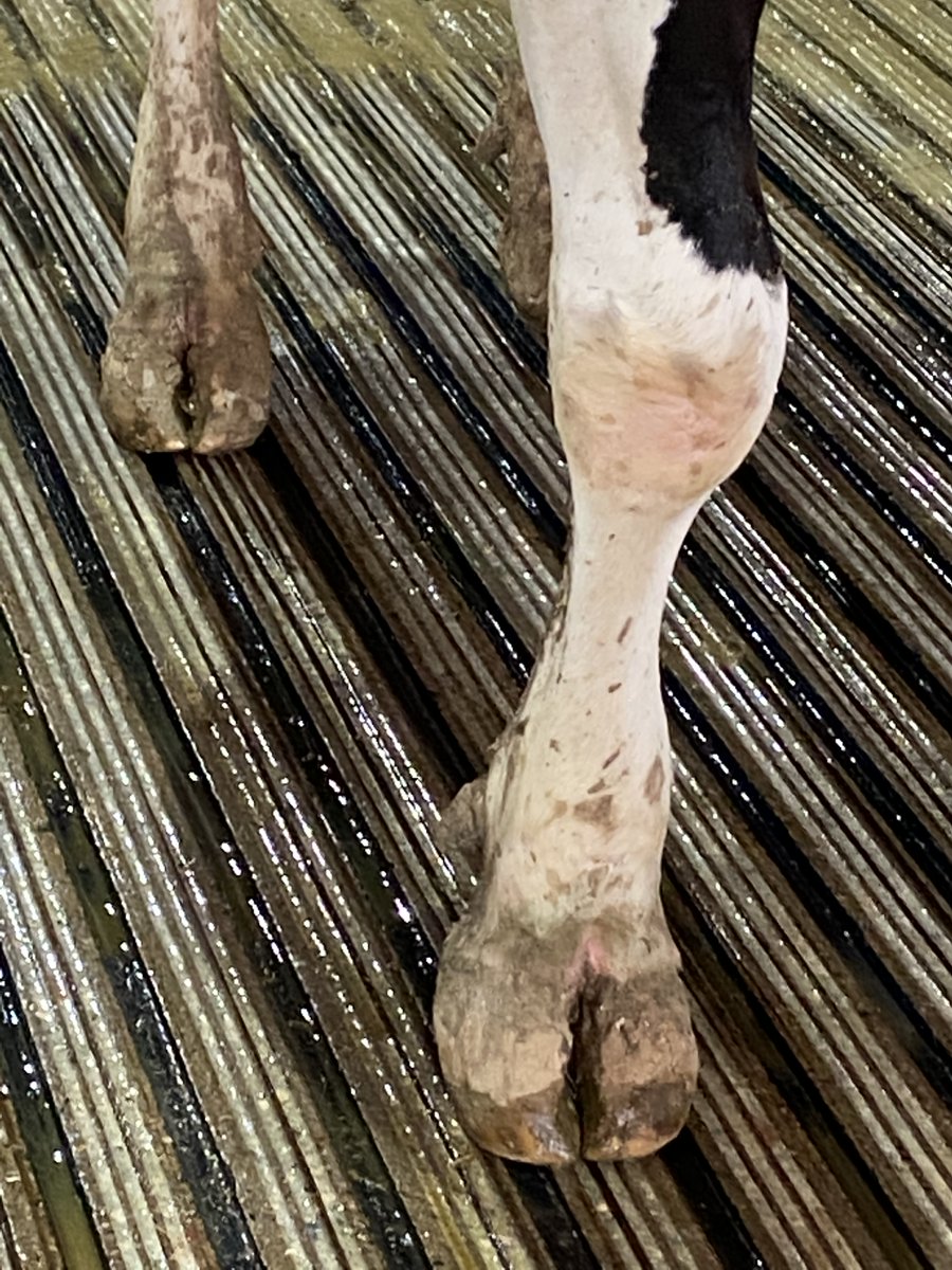 SaveCowsNetwork's tweet image. Our Mini-Groove® design over our Deep-Groove® finish to provide a little extra traction for girls like this one who like to run! #SaveCowsNetwork #NoLamenessTolerance #TrakriteGlobal