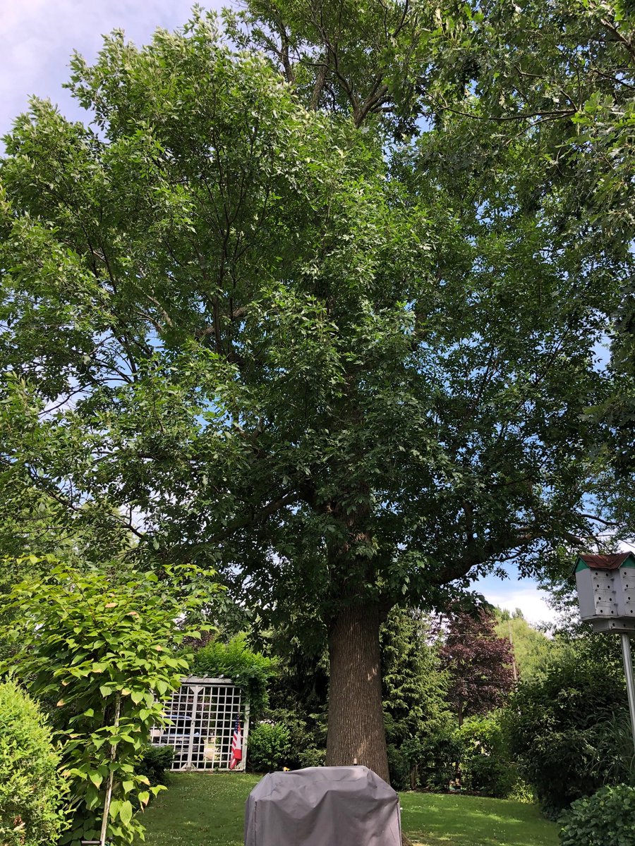LallemandForest's tweet photo. Nous aimons ça lorsque nos fournisseurs de services partagent leurs réussites! Ce #frêne dans la région de Fort Erie, à Crystal Beach, était sévèrement atteint par l’#ADF il y a 6 ans, mais avec des traitements au TreeAzin et beaucoup d’arrosage, il est complètement rétabli! https://t.co/zYRXKhjRlG
