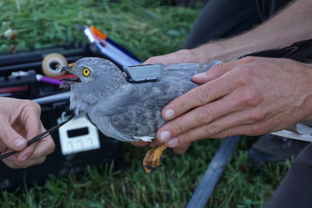Seven harriers tagged in Germany! 3 Montagu's in collaboration with <a href="/bund_net/">BUND</a> &amp; 4 Marsh harriers with ABU Soest for research on habitat use and collision risk with wind turbines. 

Photos: Margret Bunzel-Drükel, Christian Härting
Monty's: Luise Boldt