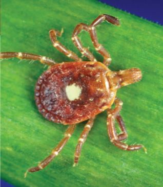 10/Typically allergic rxn with 5-30min of eatingMost often implicated is Amblyomma americanum (lone star tick), mostly in SE US (but alpha-gal meat allergy reported in other parts of world)Ref: CDC https://jamanetwork.com/journals/jama/fullarticle/2670238  https://pubmed.ncbi.nlm.nih.gov/23743512/ 