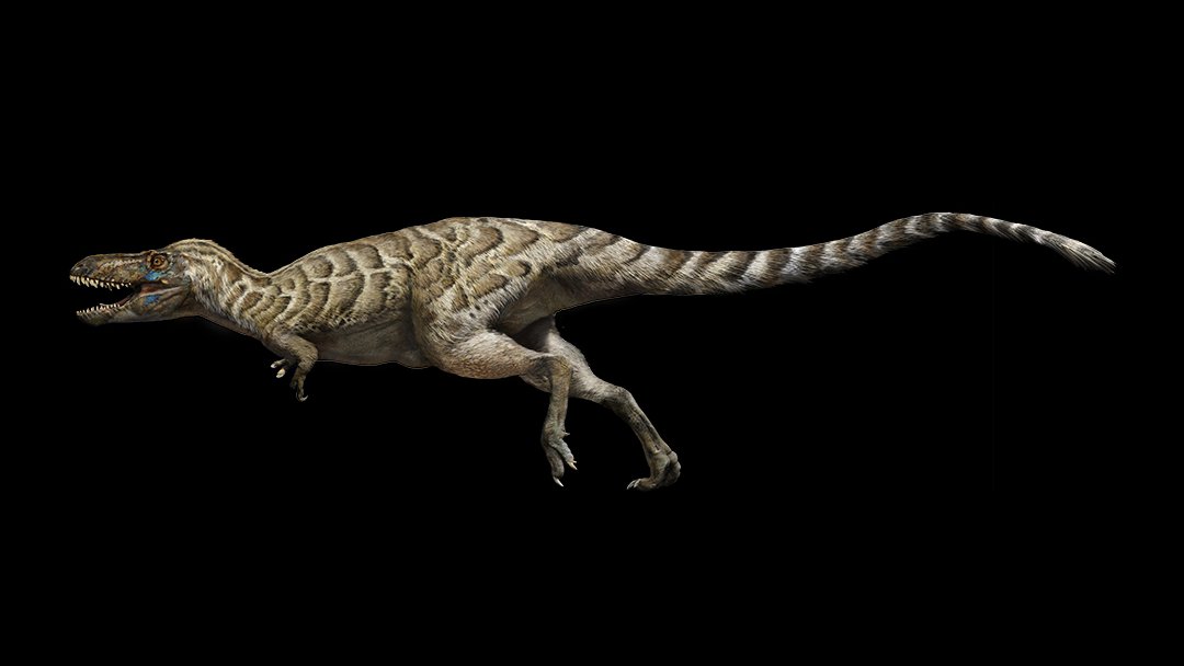 illustration of Nanotyrannus on a black background. It has mottled brown plumage on its body. 