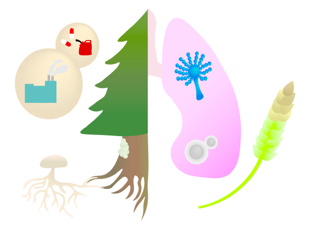 cdnsciencepub's tweet photo. Start your day learning about the newly established Canadian Fungal Research Network https://t.co/2JjBoXyETd

New + open access in #CanJMicrobio 🦠
from @CanFunNet #CanFunNet20 

#mycology #mycofam https://t.co/AbiwBMzhMJ