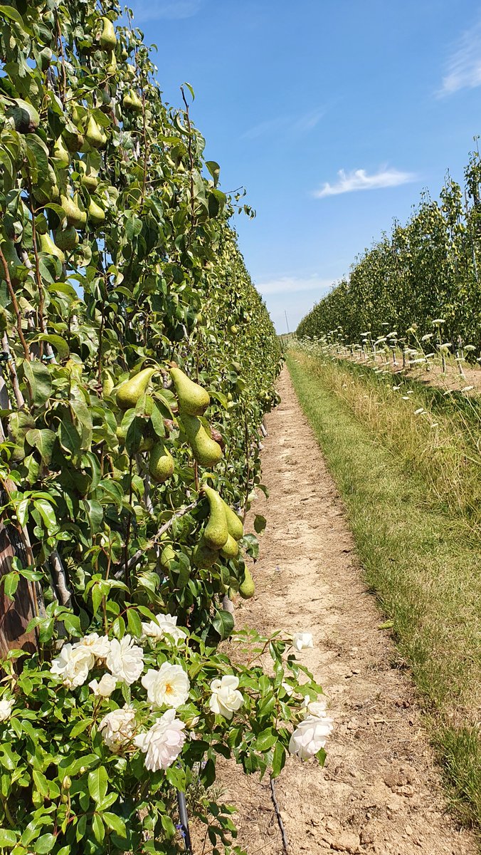 magdalenaerts's tweet photo. #vrtweer #Neerwinden 13.00 https://t.co/PCgtBWqxUH
