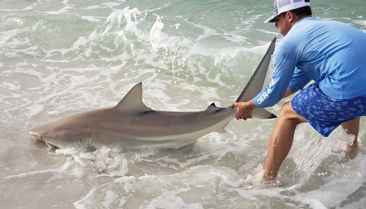 This morning got a little fishy🦈 <a href="/BlacktipH/">BlacktipH</a>