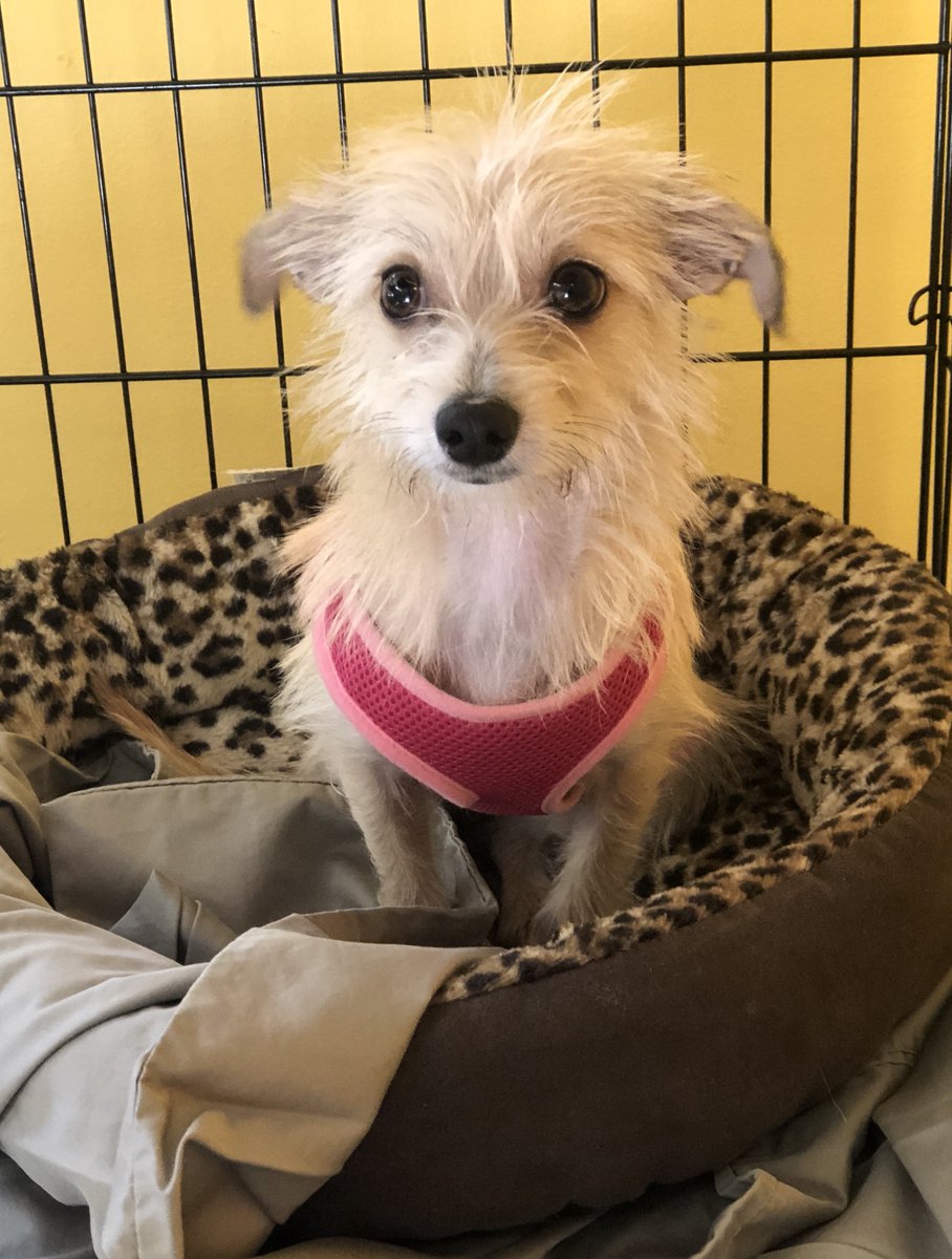 Sweet Tita girl is dreaming of her happy tail ending ✨🥰 Tita is an adorable 2-year-old Schnauzer mix rescued from Puerto Rico. She has such a cute personality and is incredibly lovable 🐾