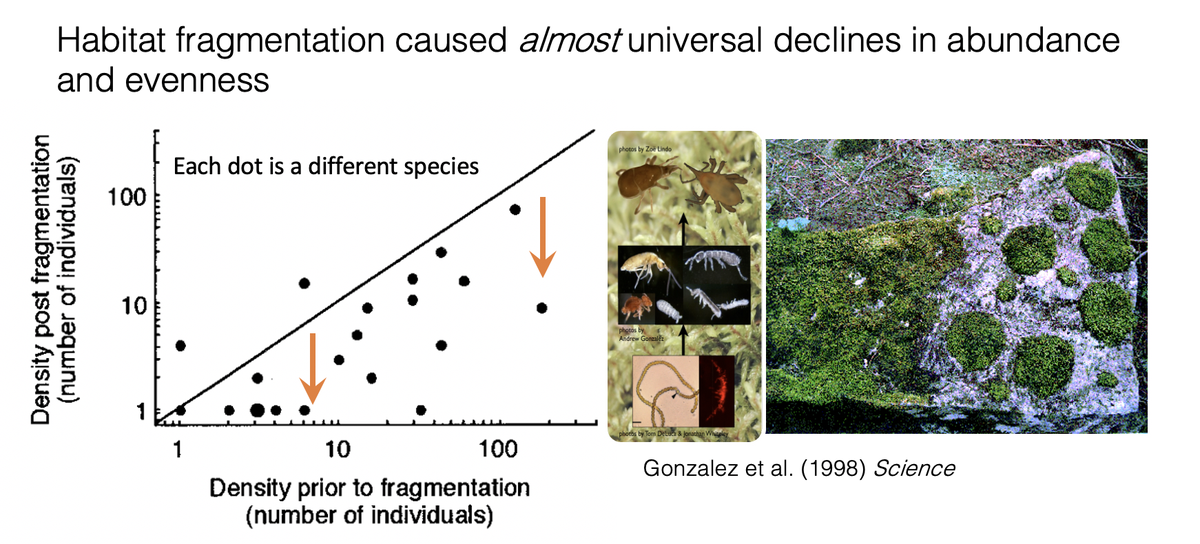 I finished my PhD in 1998 () convinced that these effects of habitat fragmentation were important. See figure.But evidence takes time to accumulate in science. The bottom line is that habitat fragmentation drives an ecologically active process that can be nonlinear and lagged.