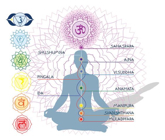 • Nāḍī : terme sanskrit désignant un canal énergétique qui remonte le long de la colonne vertébrale, le long des Chakras (ou points d'énergie) majeurs.Il existe trois Nāḍīs :- Suṣumṇā (neutre)- Piṅgalā (solaire/énergie masculine)- Iḍā (lunaire/énergie féminine)