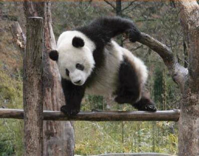 @Dr_Koala_JAPAN このパンダのように乗り越えでですかねw 