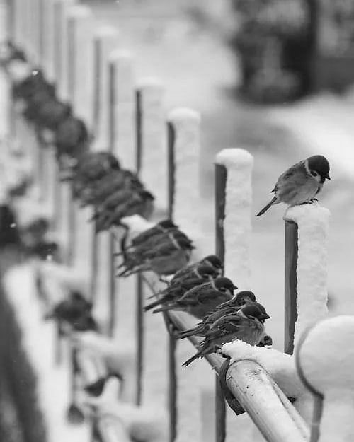 غربت آن‌ است که
با جمعی و جانانت نیست...