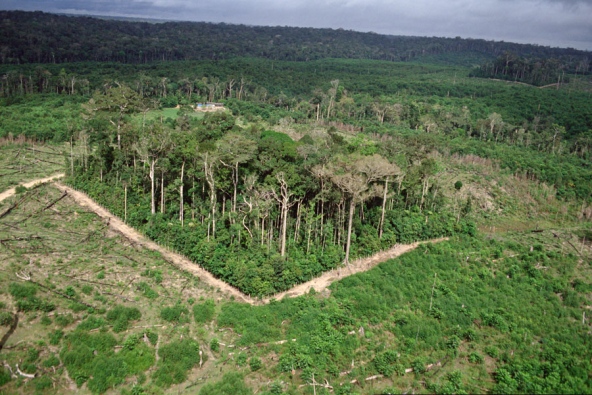 Long-term studies like the iconic  #BDFFP lead by Tom Lovejoy were an inspiration for so much work on habitat fragmentation. We are still learning from these experiments. https://www.nature.com/news/forest-ecology-splinters-of-the-amazon-1.12816