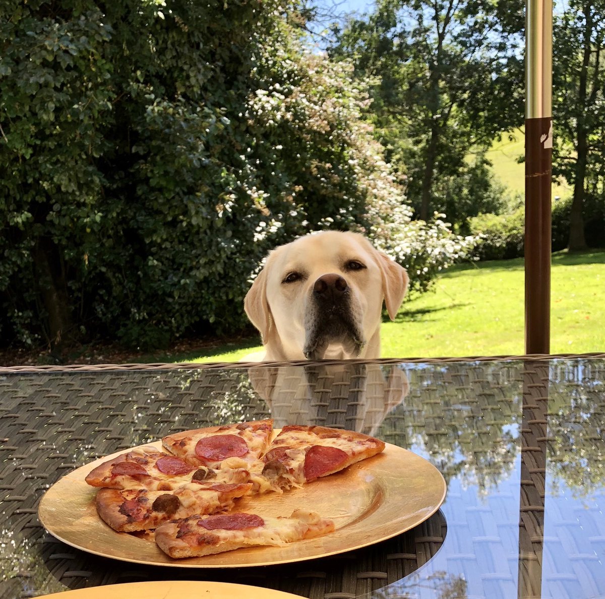 dogziggydog's tweet photo. Did somebody say pizza? 🍕 https://t.co/r8X9Ehg9P5