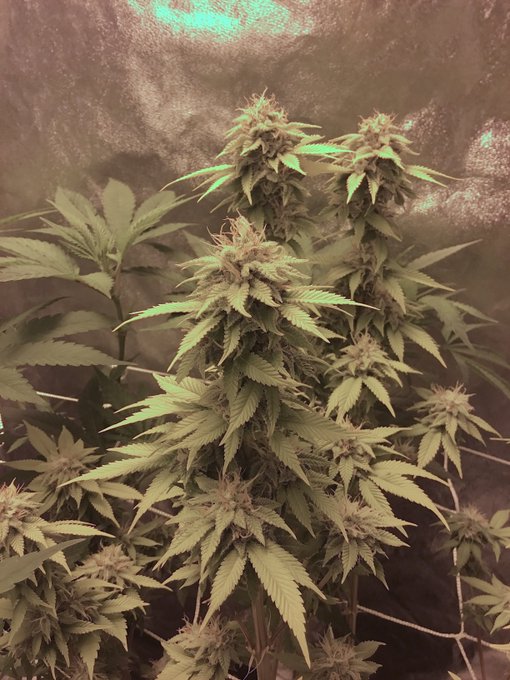 good morning 💚's. Do you like my plants? #GrownWithLove #ladygrower #dank https://t.co/beE8xC7HHs<a href="/tag/grownwithlove"class="tags">#GrownWithLove</a><a href="/tag/dank"class="tags"><span>#dank</span></a><a href="/tag/ladygrower"class="tags"><span>#ladygrower</span></a>