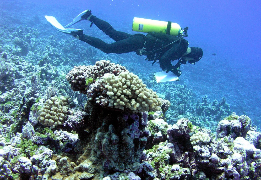 NOAAHabitat's tweet photo. Nearly $1 million in NOAA funding recommended for four coral restoration projects through the Ruth Gates Coral Restoration Innovation Grants competition. #HabitatMonth
https://t.co/tHdoyGgDmA https://t.co/5KyY8iCKtB