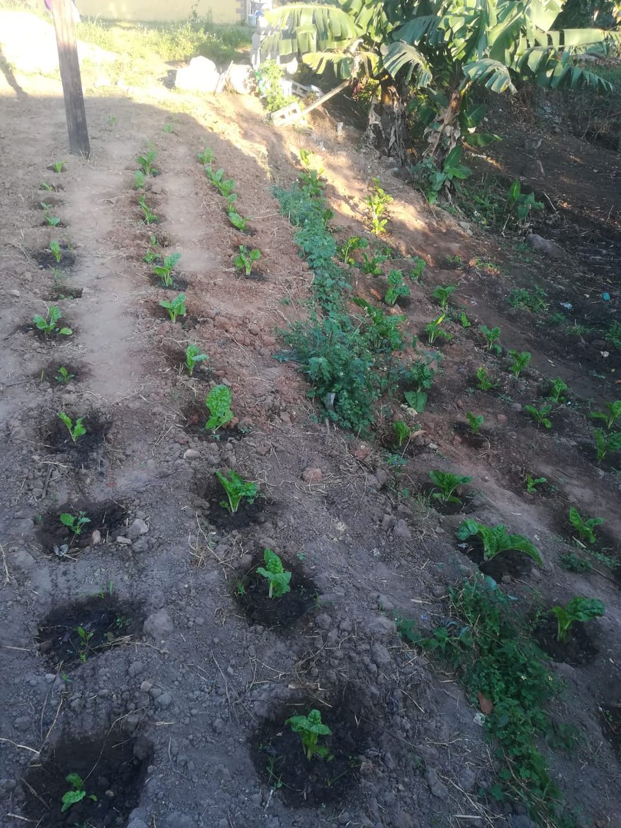 One of our interns Ziyanda has stepped up with the garden challenge, he has planted 85 spinach and 72 cabbage seedlings.
We are excited to see his harvest!🌱

#standingtogetheragainstthespreadofCOVID19 #GardenChallenge #SeedofHopeSA