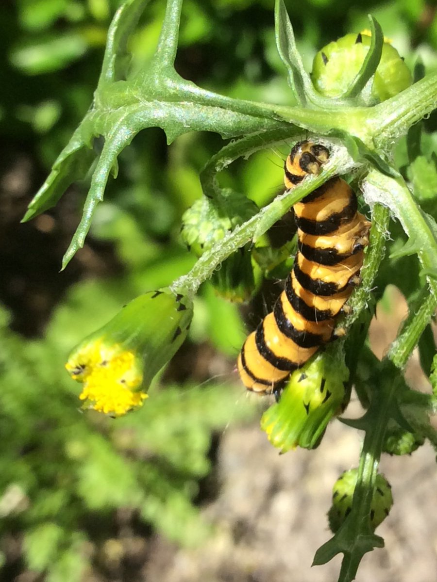 LoveOurWales's tweet photo. . @BBCSpringwatch are you able to let me know if this caterpillar in my garden is either a Cinnabar Moth or a Giant Glasswing butterfly please @IoloWilliams2 @BBCCountryfile https://t.co/YjXaE4cfSP