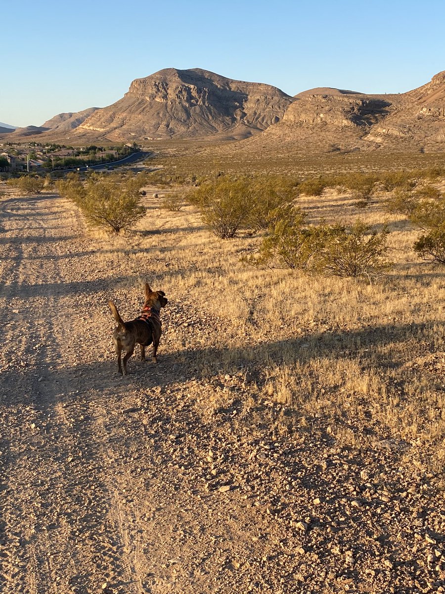Msaudimus's tweet photo. 6 a.m. walks with my little man are the best kind of walks 🥰 #Gus #HunterExtraordinaire #HeThinks https://t.co/LrovmKXMAH
