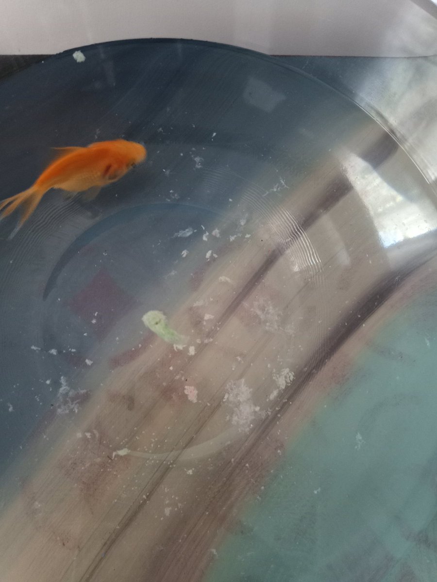 Arkadaşlar bu balık neden böyle beyaz şeyler çıkarıyor ağzından bilen var mı ? #ArefeGuenue #itirafediyorum #seymaninsesiol #iyibayramlar #iyibayramlar