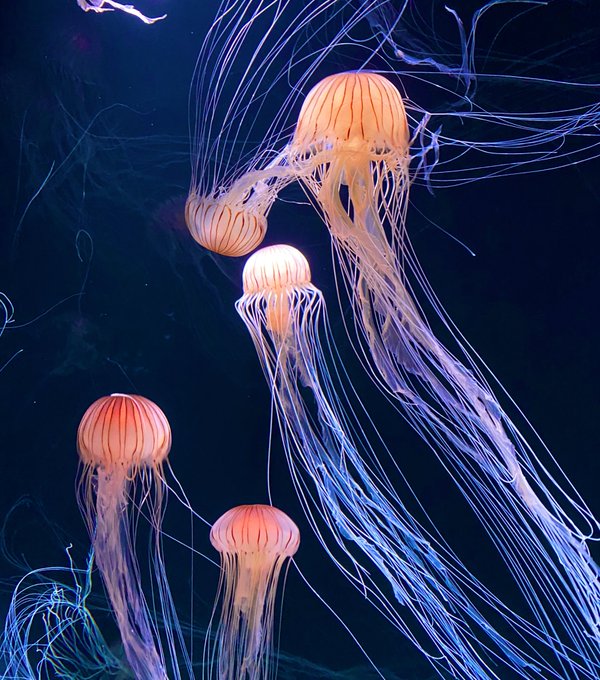 クラゲ綺麗のtwitterイラスト検索結果