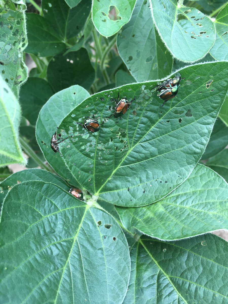 Grace Looker tweet media