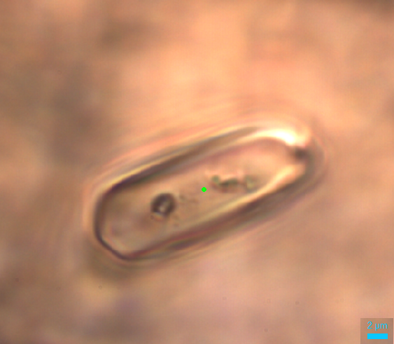 I keep track of the garnets and inclusions in QGIS, which is a neat way of linking a dataset to a scan of the thin section. There are over 1000 garnets in this section, and 30 zircon inclusions that are good enough for Raman analysis. 7/11