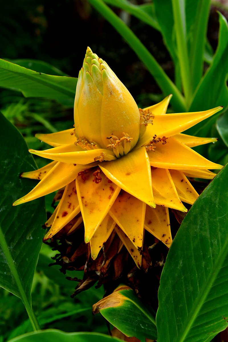 The sacred golden lotus banana from Yunnan, China. It doesn't produce edible bananas, but its stem is fermented to make wine, so there's that. 

(Ensete lasiocarpum)