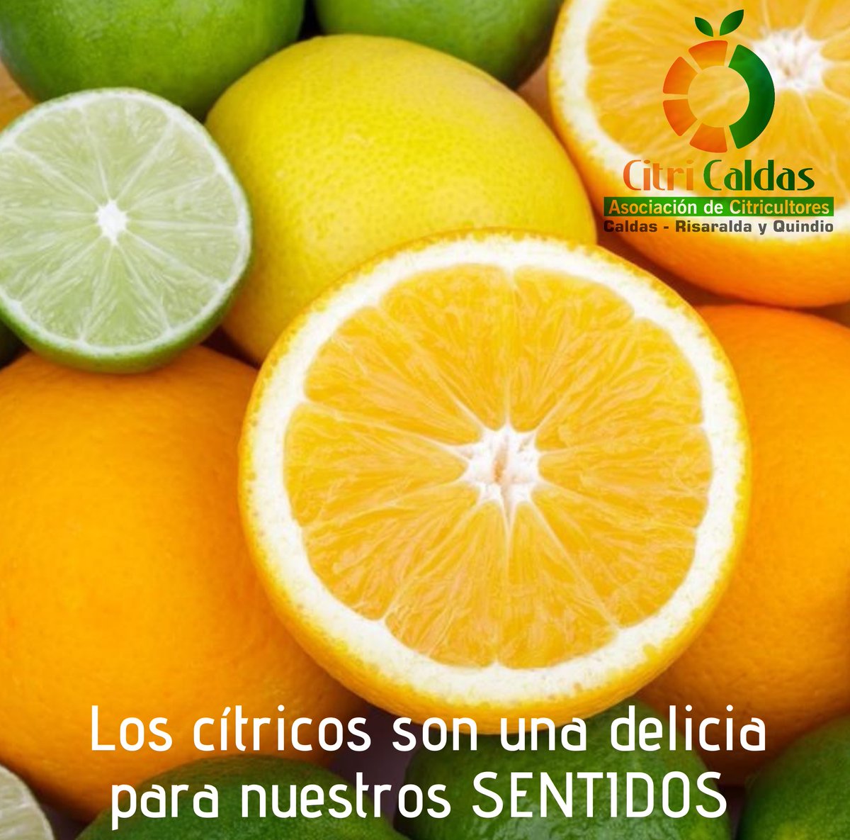 Citricaldas's tweet photo. Juega con tus sentidos y consume cítricos. Son perfectos para bebidas frías como las sodas y batidos o en bebidas calientes como las aromáticas.
 
#citricaldas #citricosdecolombia #agrocolombiano #comprolocal https://t.co/OUHF62vyF5